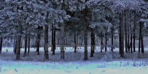 Winter Forest dog running snow tree wind